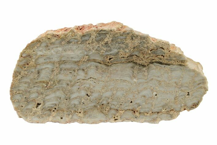 Paleoproterozoic Stromatolite (Eucapsiphora) Section - Australia #239959